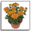 Chrysanthmes pomponettes - 31,00  - Cliquez pour commander