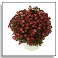 Chrysanthmes Tripoli - 31,00  - Cliquez pour commander