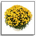Chrysanthmes Tripoli jaunes - 31,00  - Cliquez pour commander